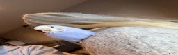 Budgerigars birds for sale: Beautiful Baby Budgies  - Advert 10