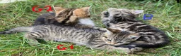 European cats for sale: 3 kittens for sale - Advert 4