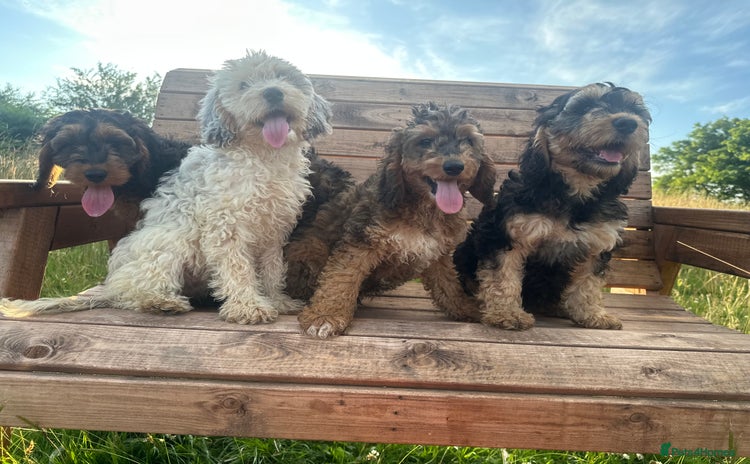 Cockapoo dogs - Advert 2