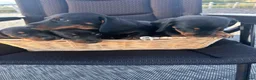 Dachshund dogs for sale: Dachshund  in Swadlincote - Advert 9