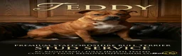Staffordshire Bull Terrier dogs for stud: Introducing TEDDY🧸 - Advert 1