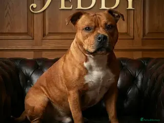 Staffordshire Bull Terrier dogs Introducing TEDDY🧸 - Advert 2
