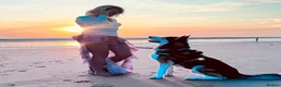 Huskita dogs for sale: Leito  - Advert 3