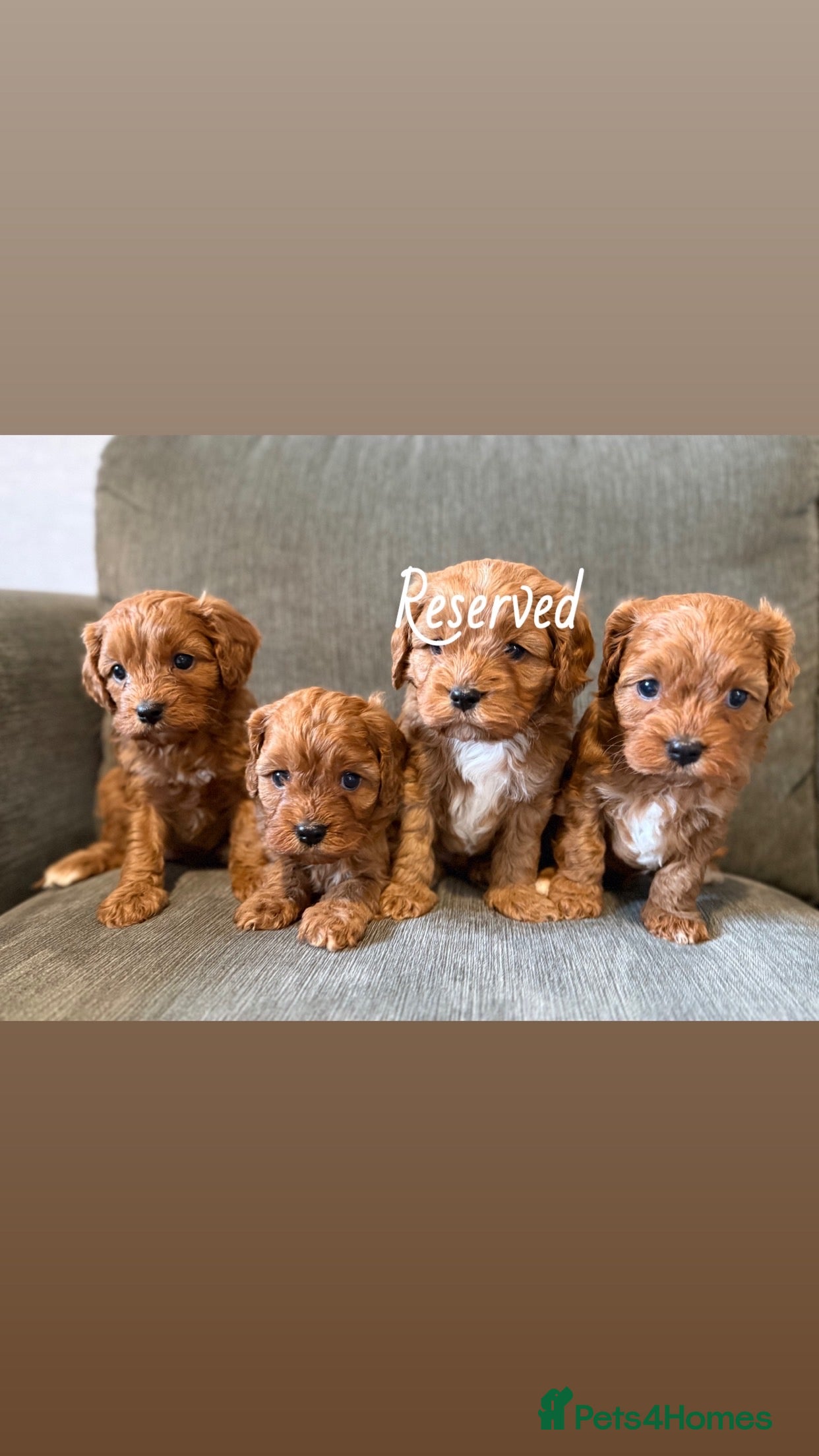 Cavapoo dogs Beautiful f1 cavapoo puppies  - Advert 6