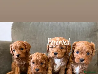 Cavapoo dogs Beautiful f1 cavapoo puppies - Advert 6