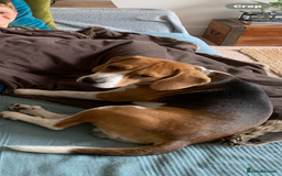 Beagle dogs for sale: Buddy needs lovely new experienced home - Image 2