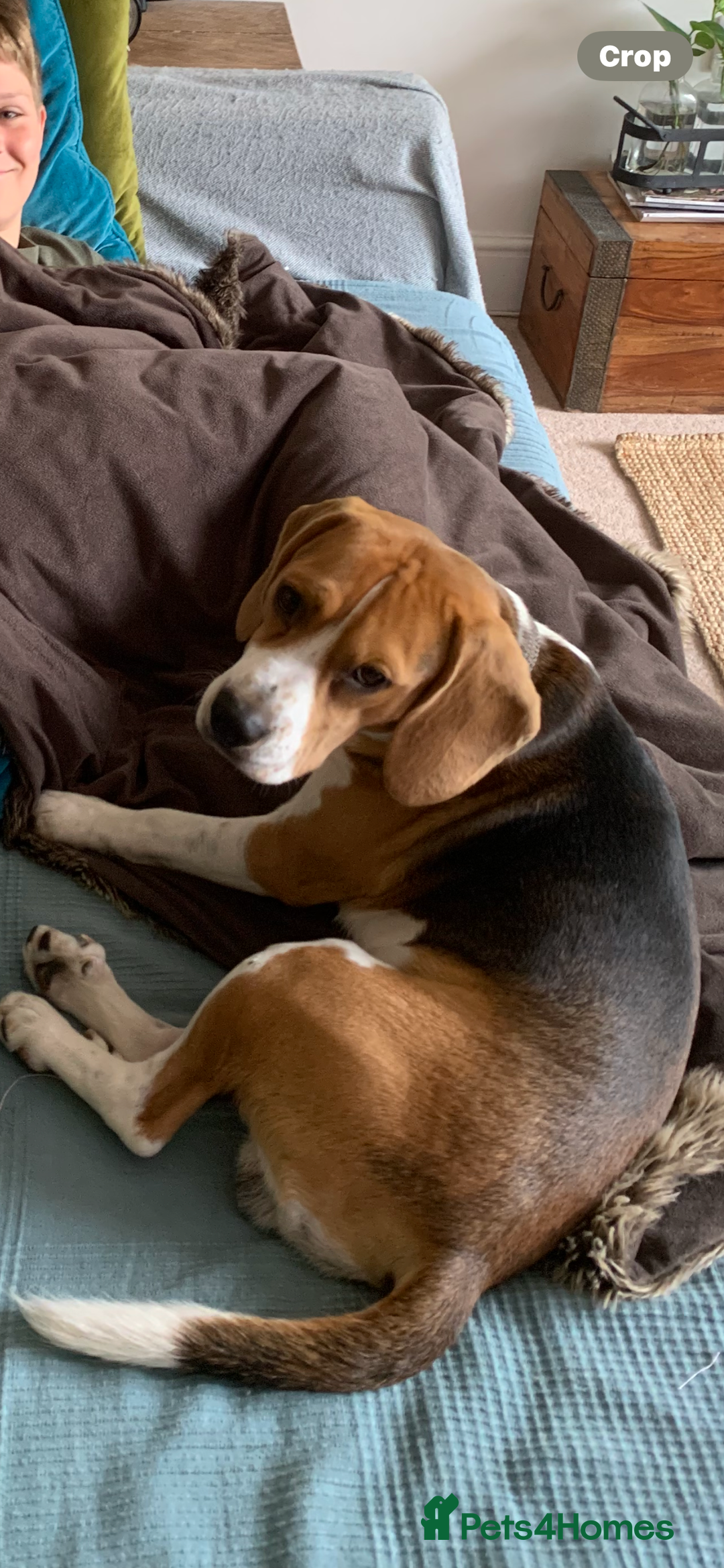 Beagle dogs for sale: Buddy needs lovely new experienced home - Image 2
