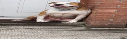 Mixed Breed dogs for stud: 3/4 American bulldog 1/4 staff in Swansea - Advert 4