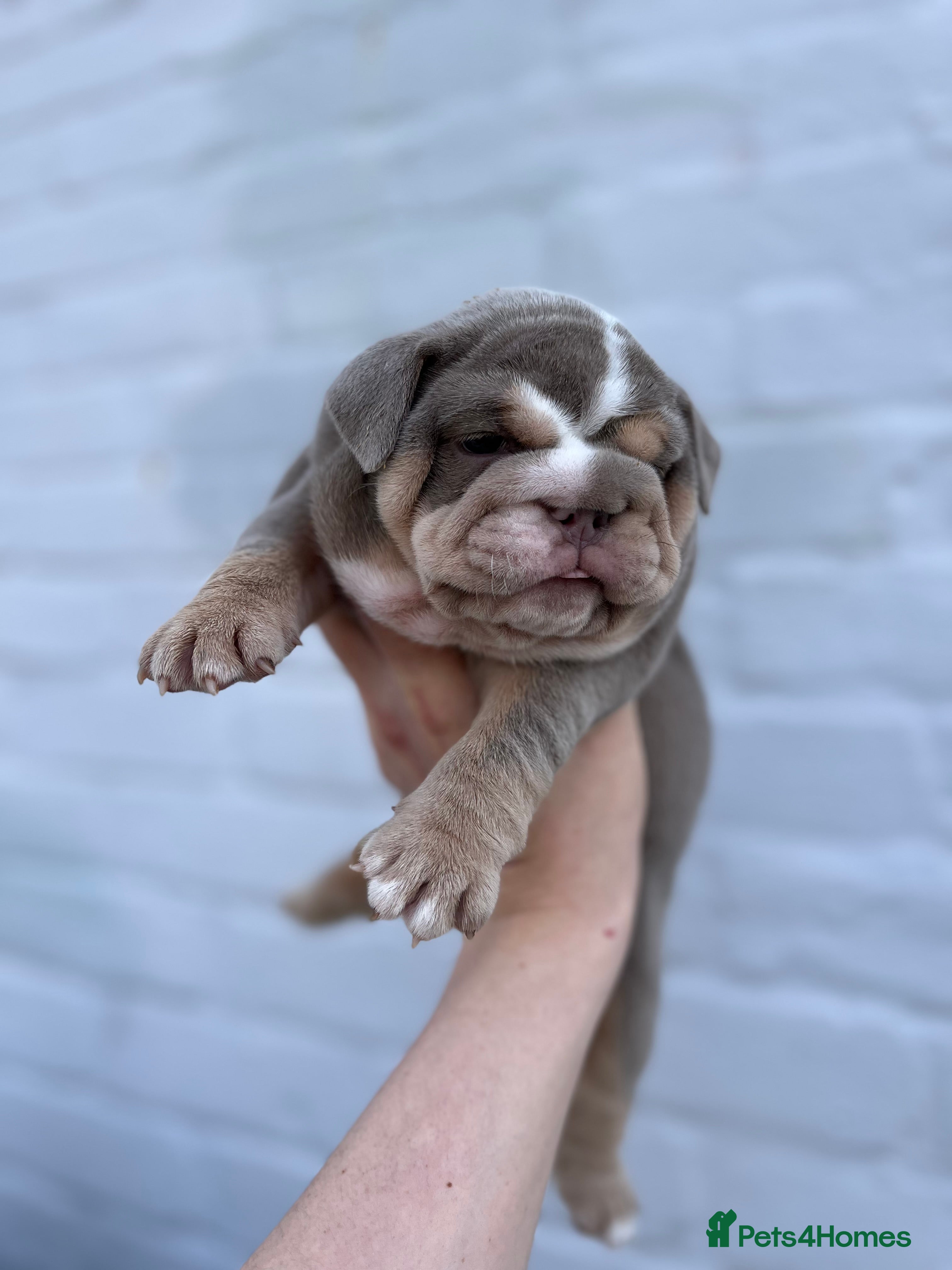 English Bulldog dogs HOGWARTS LITTER- CHUNKY LILAC BULLDOG PUPPIES 🐾  - Advert 6