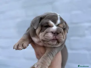 English Bulldog dogs HOGWARTS LITTER- CHUNKY LILAC BULLDOG PUPPIES 🐾 - Advert 6