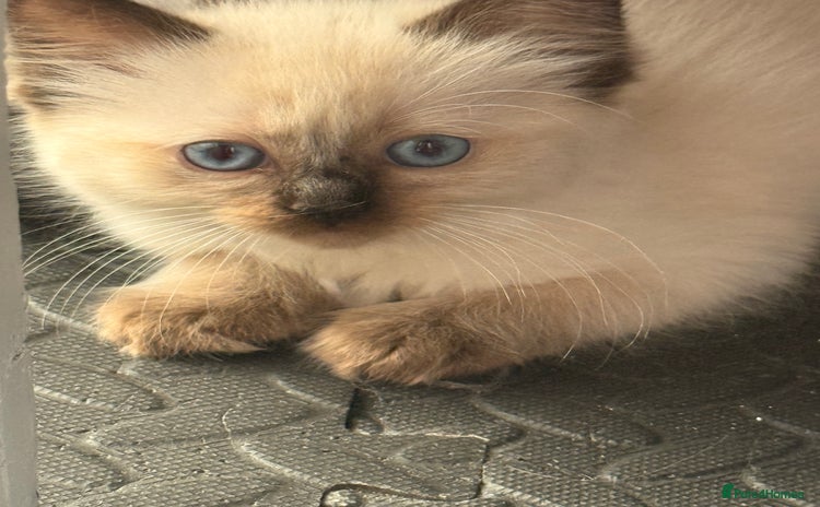 Ragdoll cats - Advert 7