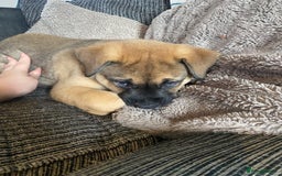 Mixed Breed dogs for sale: Rottweiler x Akita puppy  - Image 2
