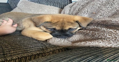 Mixed Breed dogs - Advert 15