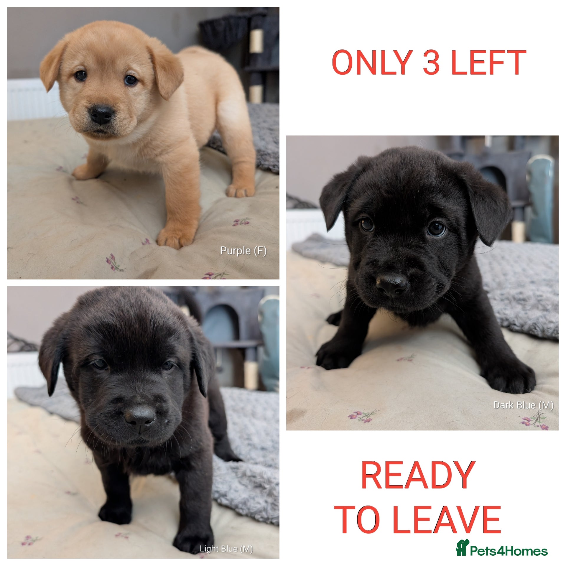 Mixed Breed dogs ✨ Chipped & ready to leave ✨ - Lab x Chow Chow - Advert 9
