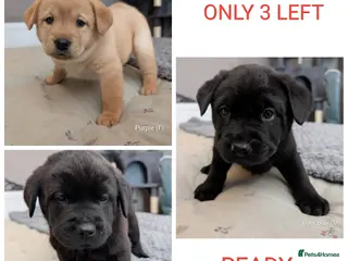 Mixed Breed dogs ✨ Chipped & ready to leave ✨ - Lab x Chow Chow - Advert 9