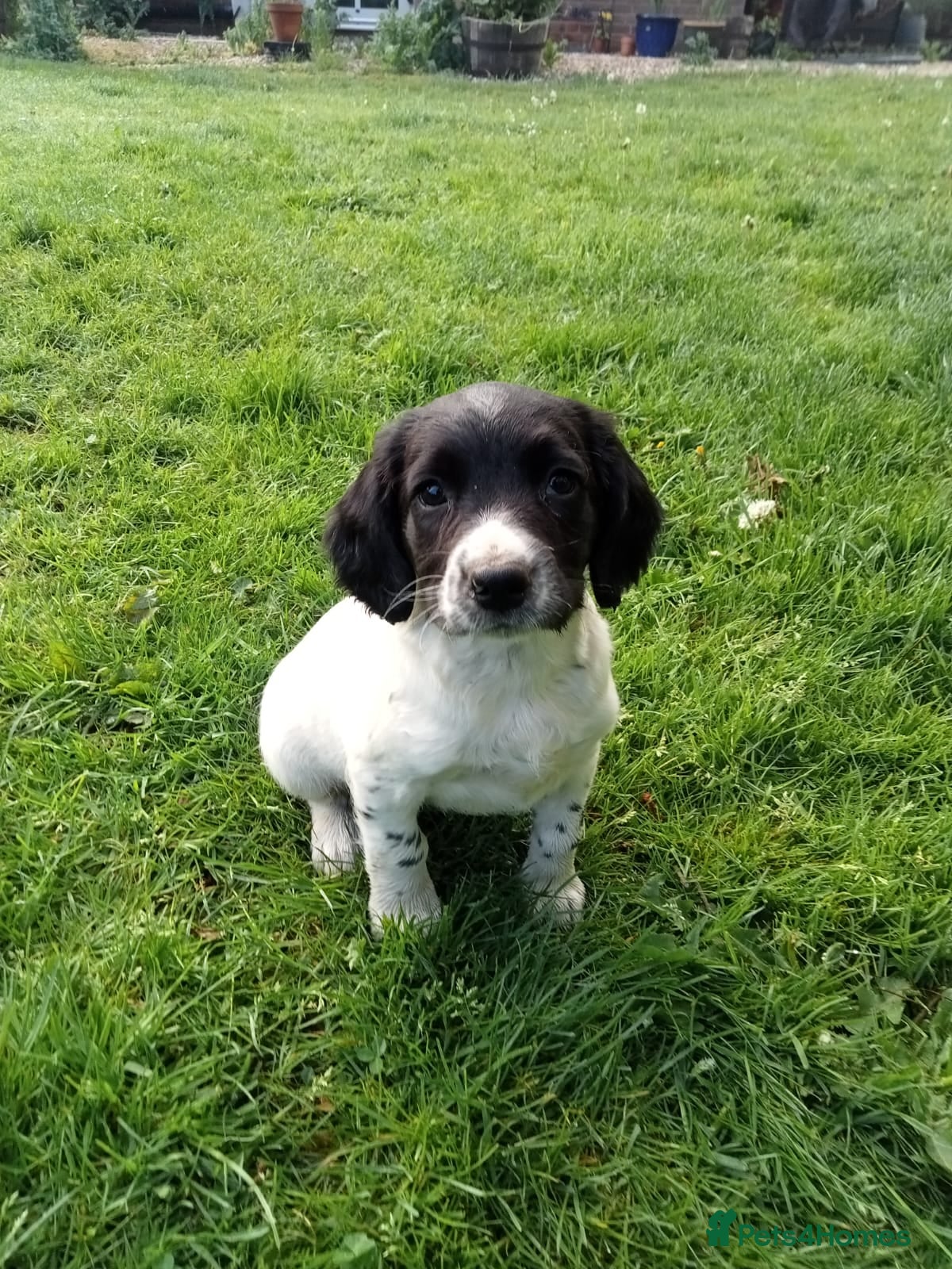 English Springer Spaniel dogs Springer Spaniel Puppies  - Advert 1