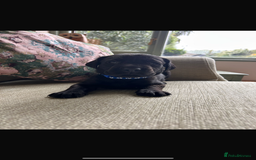 Labrador Retriever dogs for sale: Labradors  - Image 8