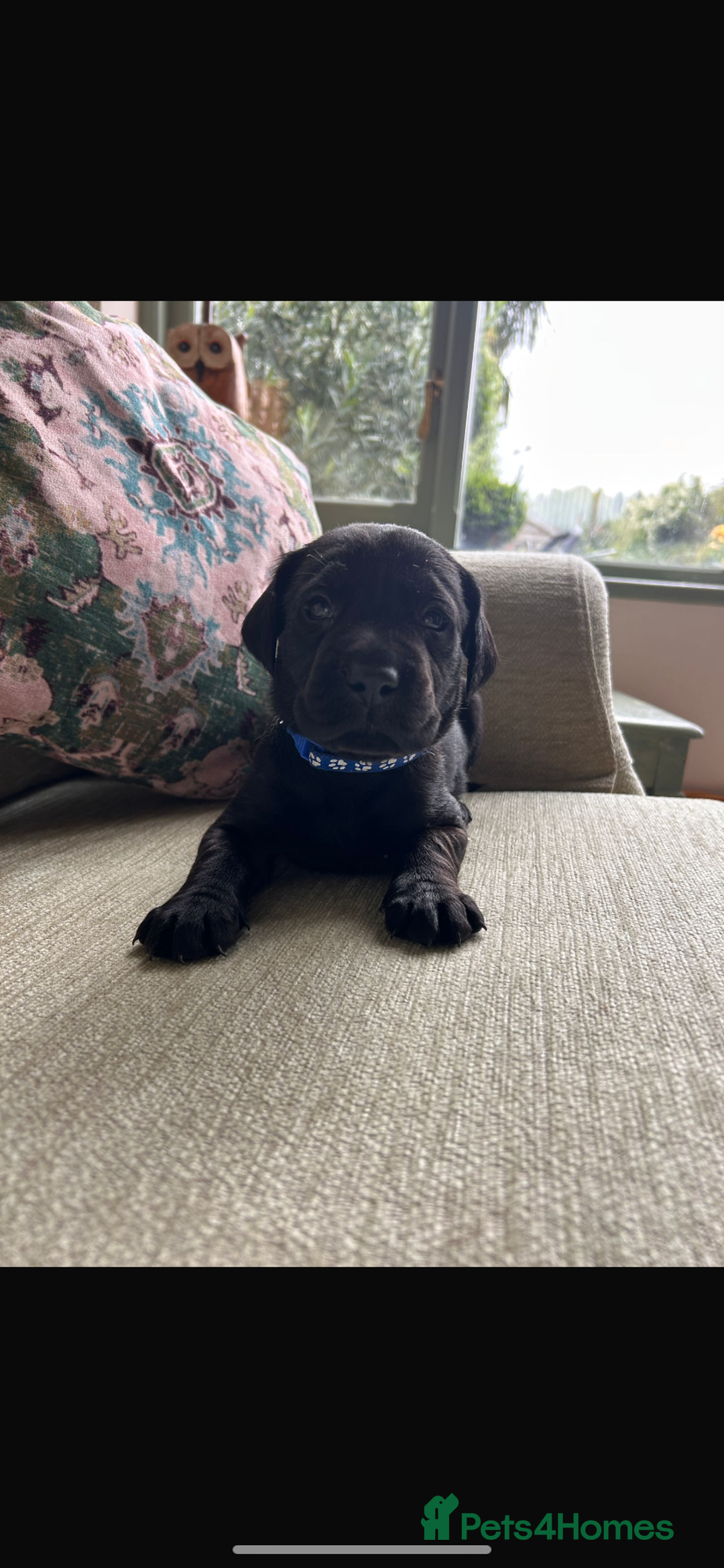 Labrador Retriever dogs for sale: Labradors  - Image 8
