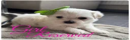 Maltese dogs for sale: Pure white Maltese puppies  - Advert 8