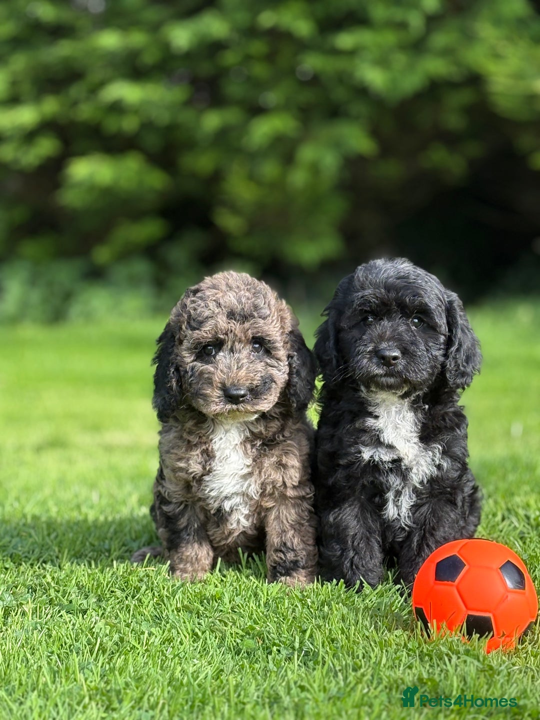 Cavapoo dogs for sale: Beautiful cavapoochon puppies - Image 6