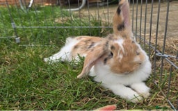 Mini Lop rabbits for sale: Mini Lop Rabbits Doe & very Playful Buck - Image 10