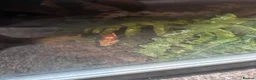 Corn Snake reptiles for sale: Female corn snake  - Advert 2