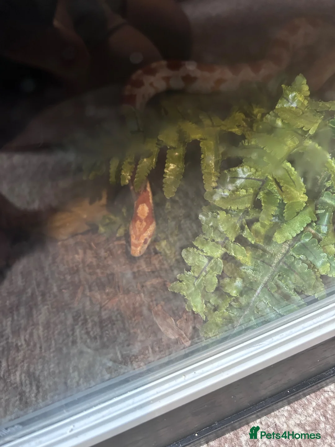 Corn Snake reptiles for sale: Female corn snake  - Advert 2