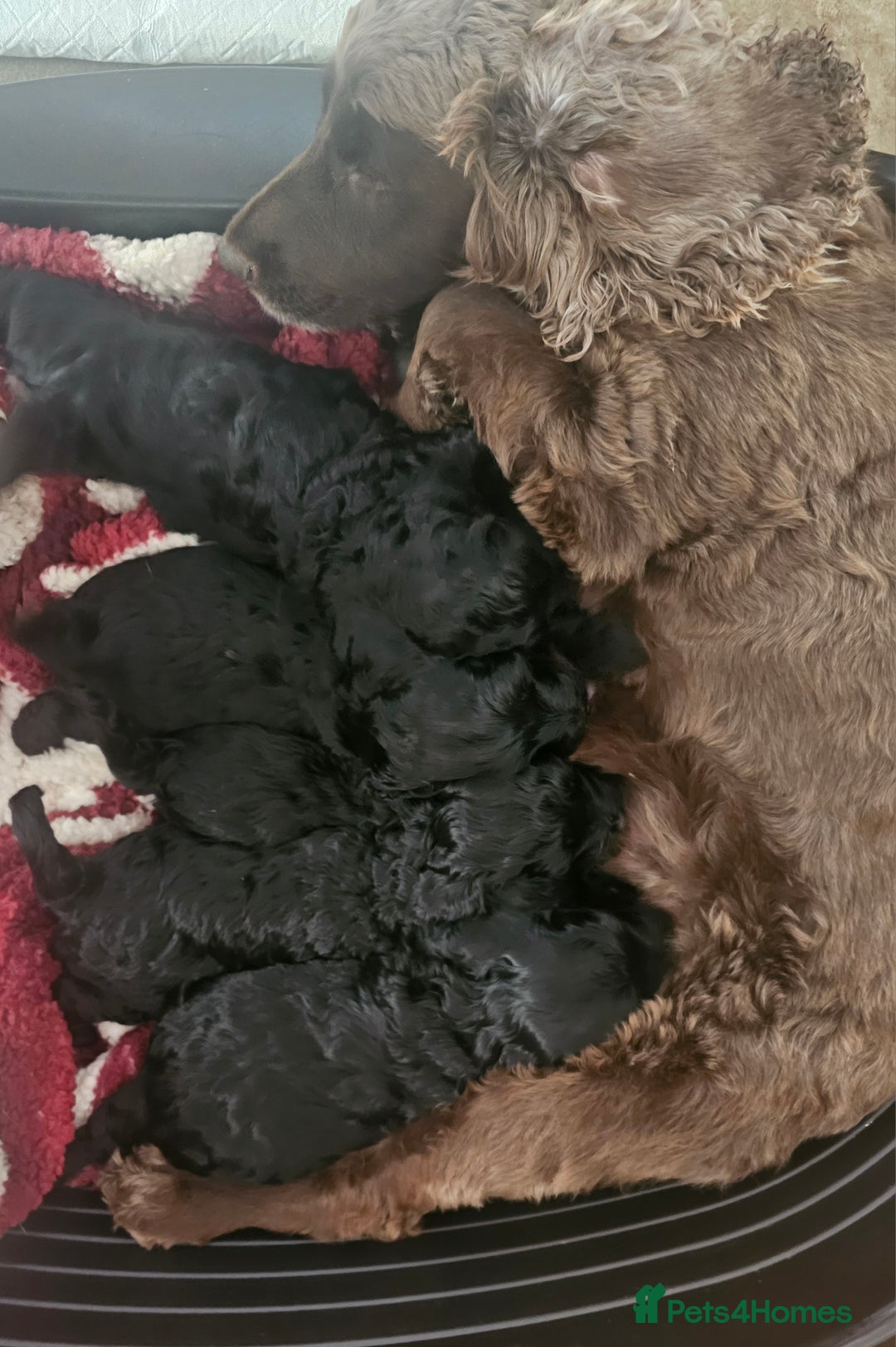 Cockapoo dogs for sale: STUNNING COCKAPOO PUPPIES READY 22nd DECEMBER  - Advert 5