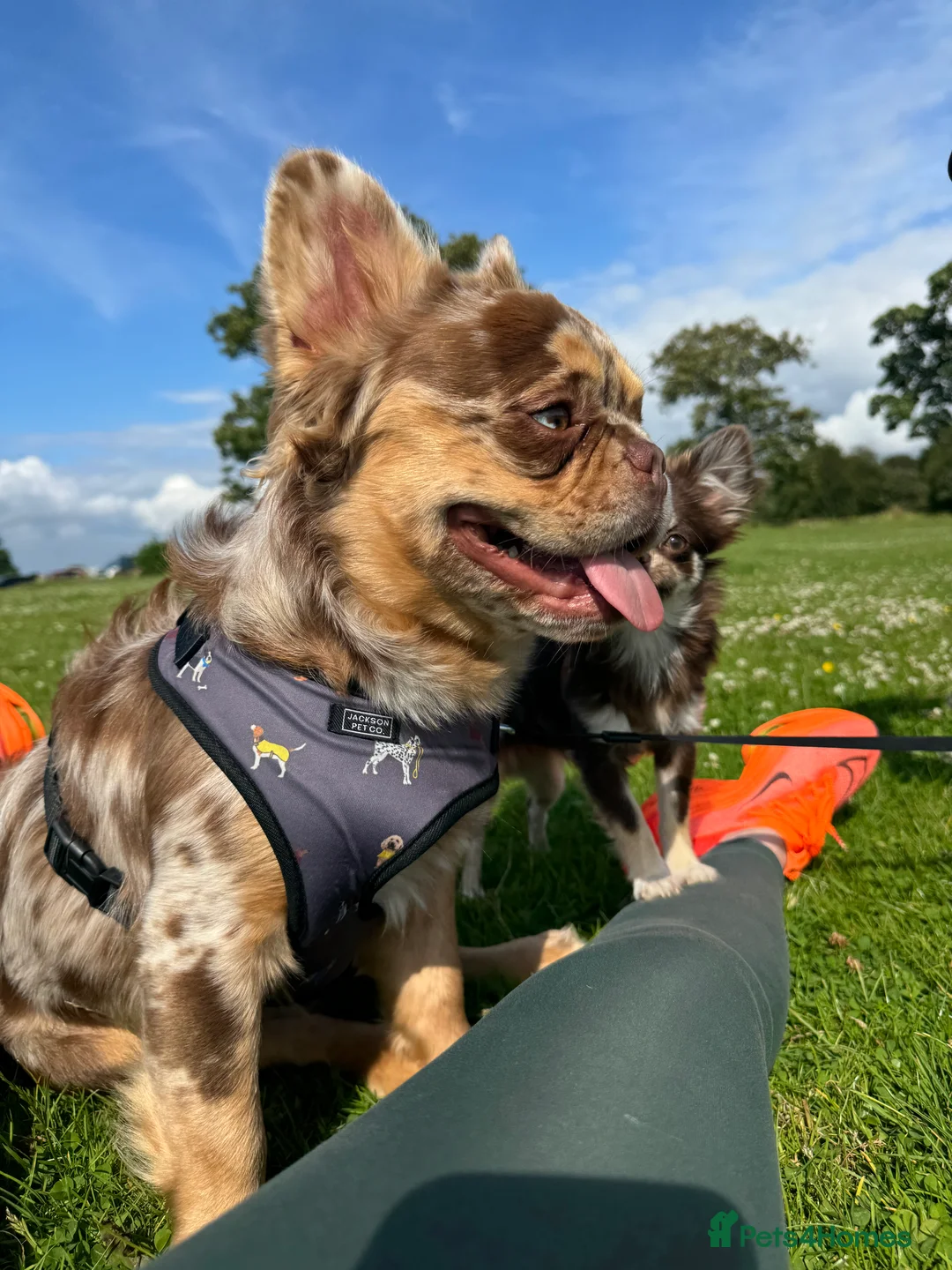 French Bulldog dogs for stud: Visual Fluffy New Shade Rojo Tri Merle 🦁🍫🎨  in Bangor - Advert 18