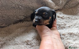 Dachshund dogs for sale: Dachshund puppys - Image 2