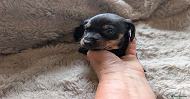 Dachshund dogs - Advert 2