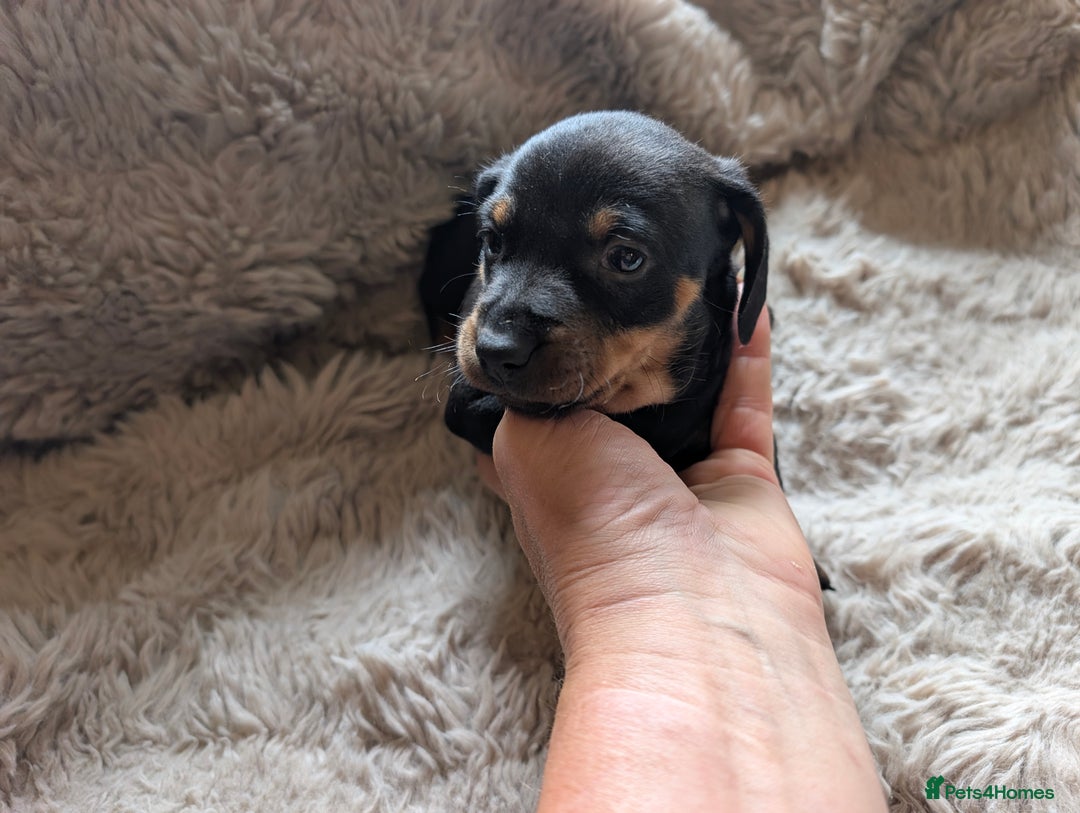 Dachshund dogs for sale: Dachshund puppys - Image 2