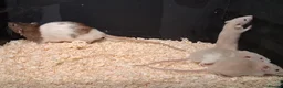 Rat rodents for sale: Baby Dumbo Rat's, various types  - Advert 35