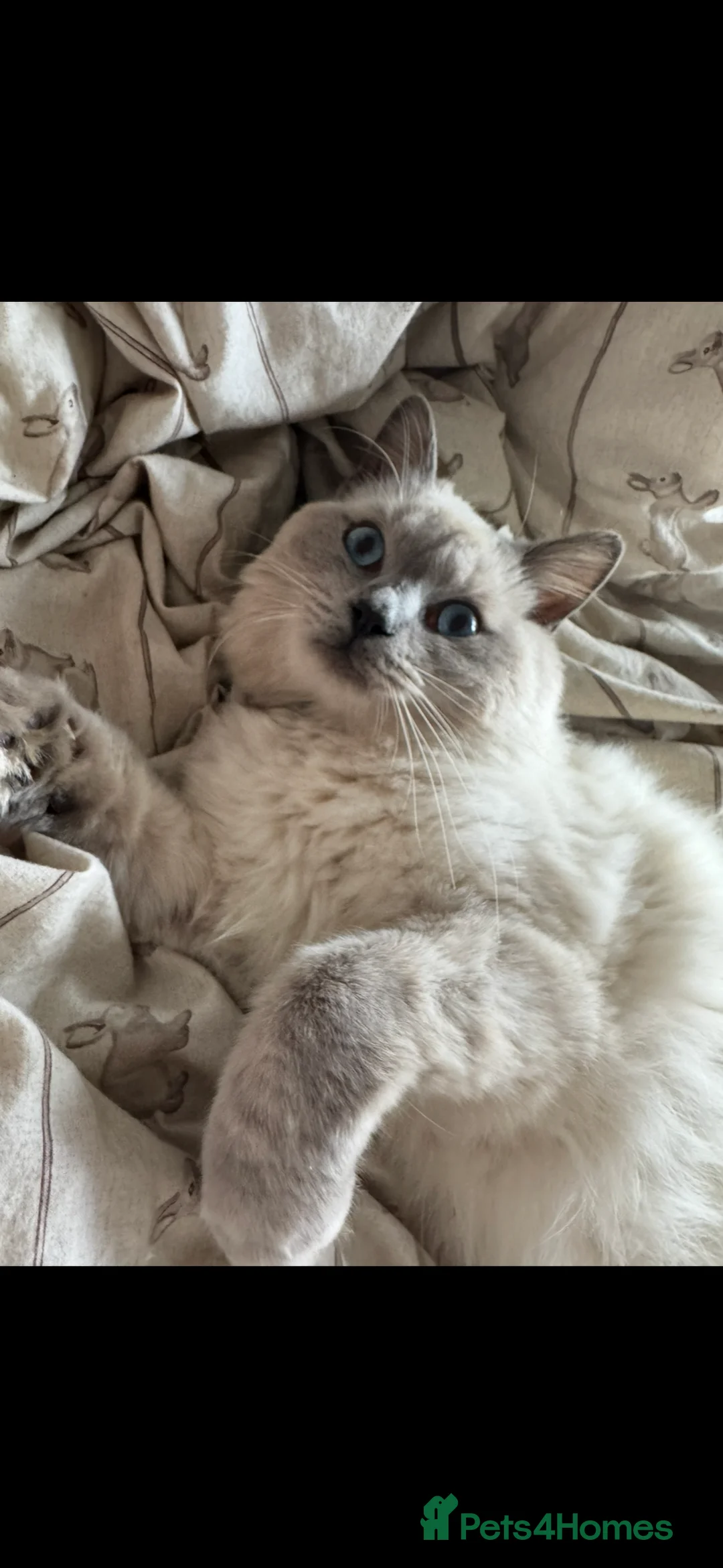 Ragdoll cats for sale: Stunning 1 year old male Ragdoll - Advert 2