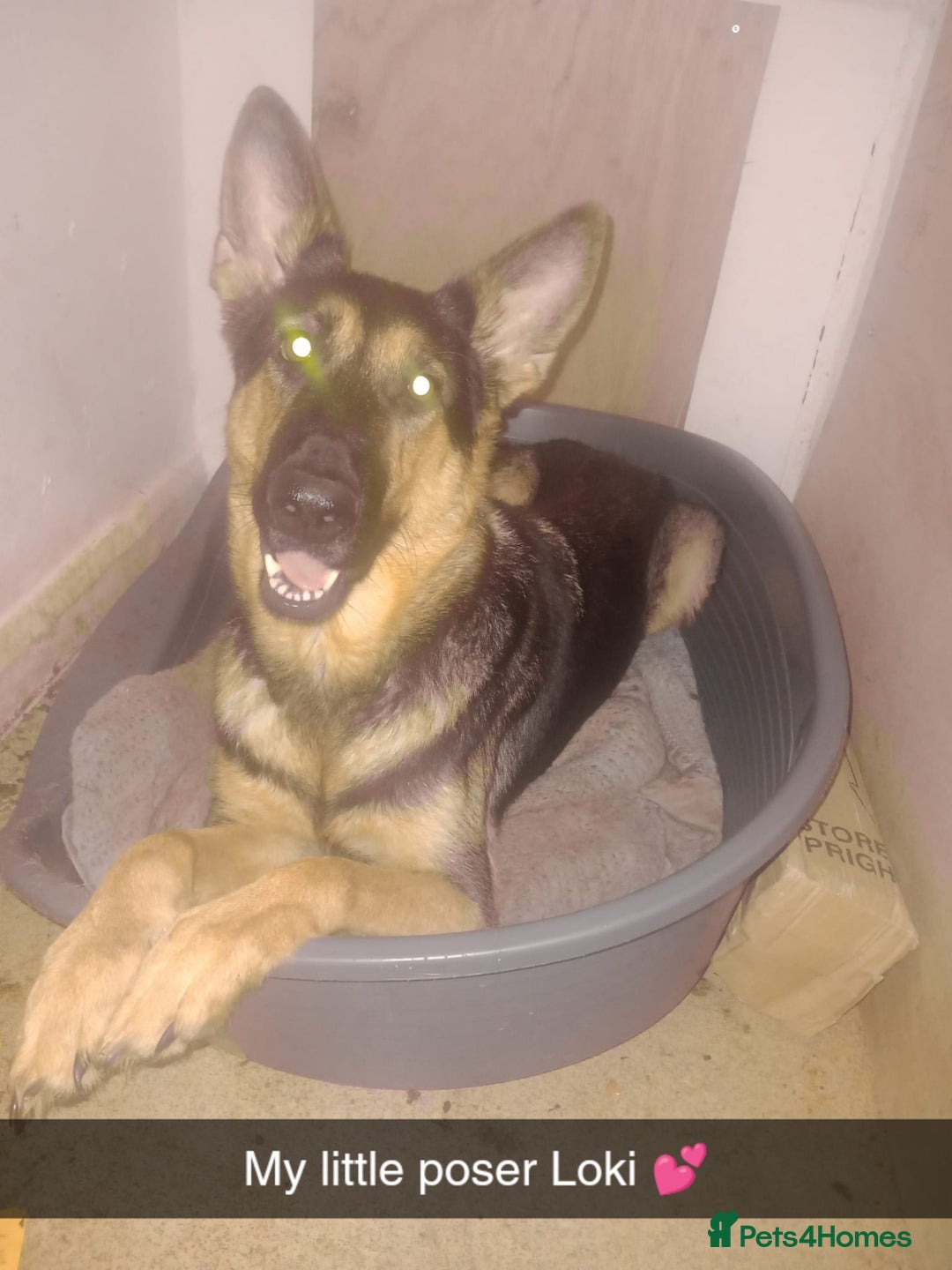 German Shepherd dogs for sale: Last female puppy - Advert 1