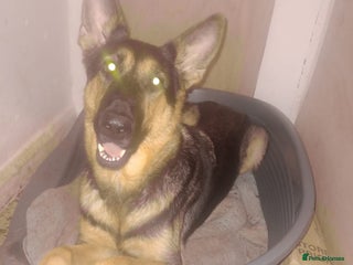 German Shepherd dogs Last female puppy - Advert 16
