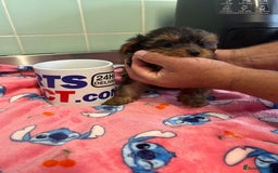 Yorkshire Terrier dogs for sale: Tiny Yorkshire terrier puppies for sale  - Image 6
