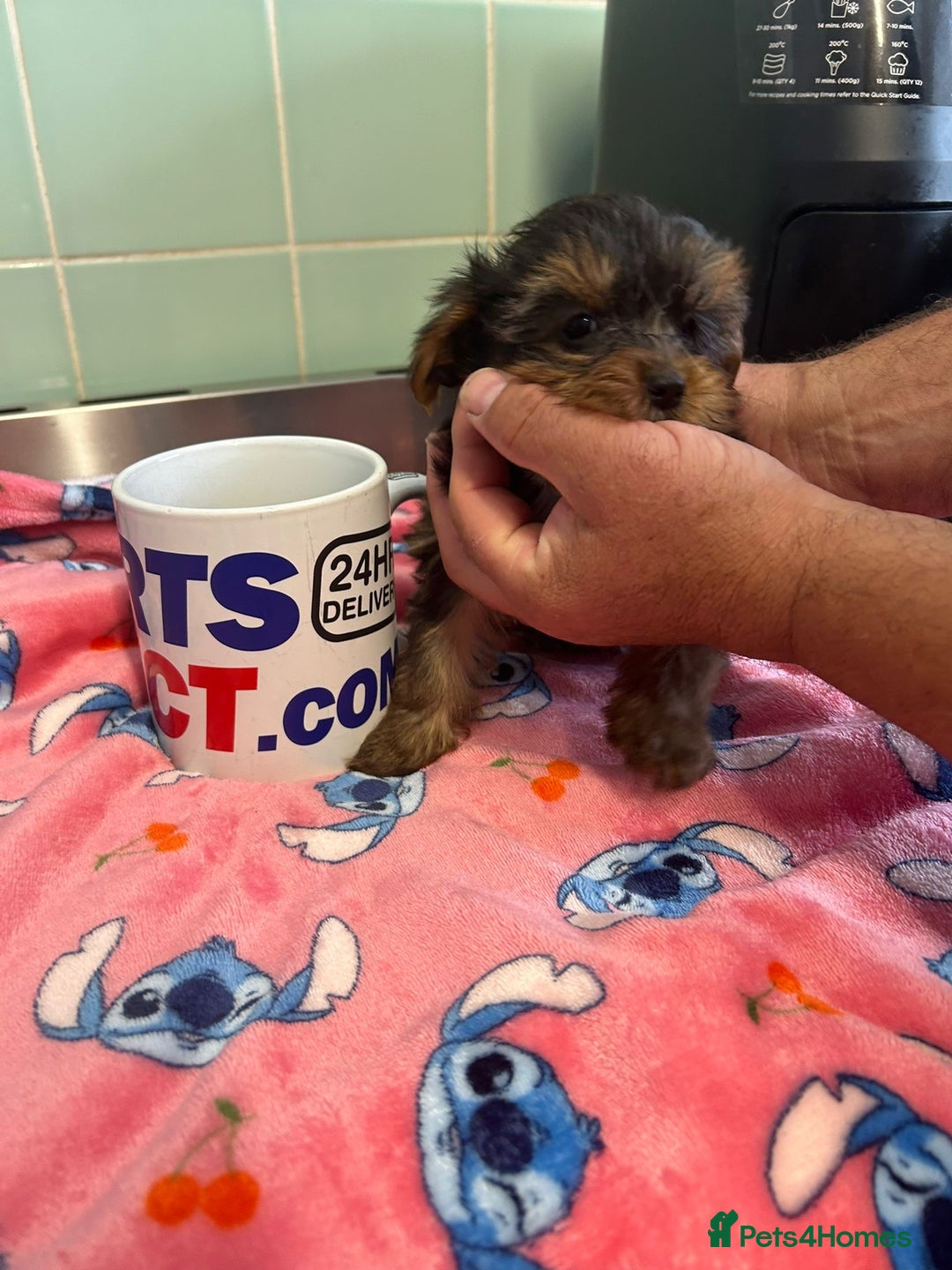 Yorkshire Terrier dogs for sale: Tiny Yorkshire terrier puppies for sale  - Image 6
