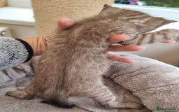 Bengal cats for sale: TICA Registered Bengal Kittens–Ready Nov 2025 🐾 - Image 37