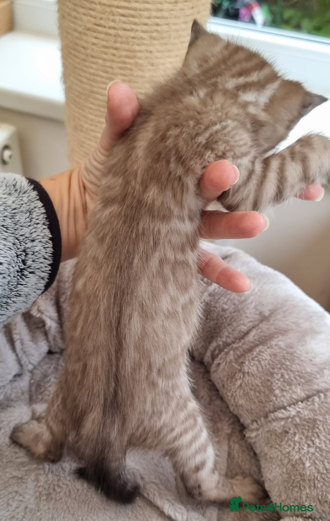 Bengal cats for sale: TICA Registered Bengal Kittens–Ready Nov 2025 🐾 - Image 37