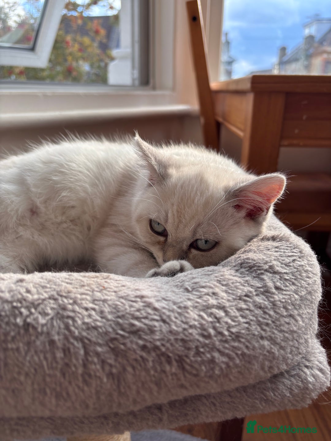 British Shorthair cats for sale: Silver shaded British Shorthair Kitten - Image 5