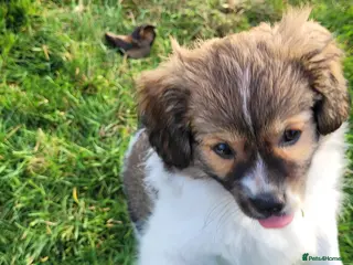 Mixed Breed dogs ONLY 1 left! Unique Hybrid Cavapoms - Advert 15