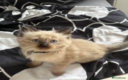 Ragdoll cats for sale: Beautiful fluffy seal point ragdolls *Ready now* - Image 27