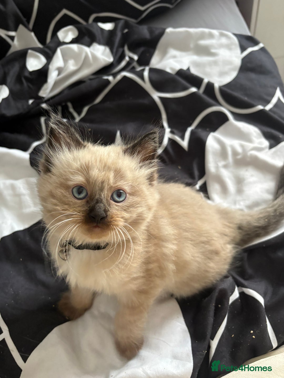 Ragdoll cats for sale: Beautiful fluffy seal point ragdolls *Ready now* - Image 27