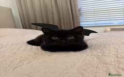 British Shorthair cats for sale: Meet Twilight 🖤 - Image 8