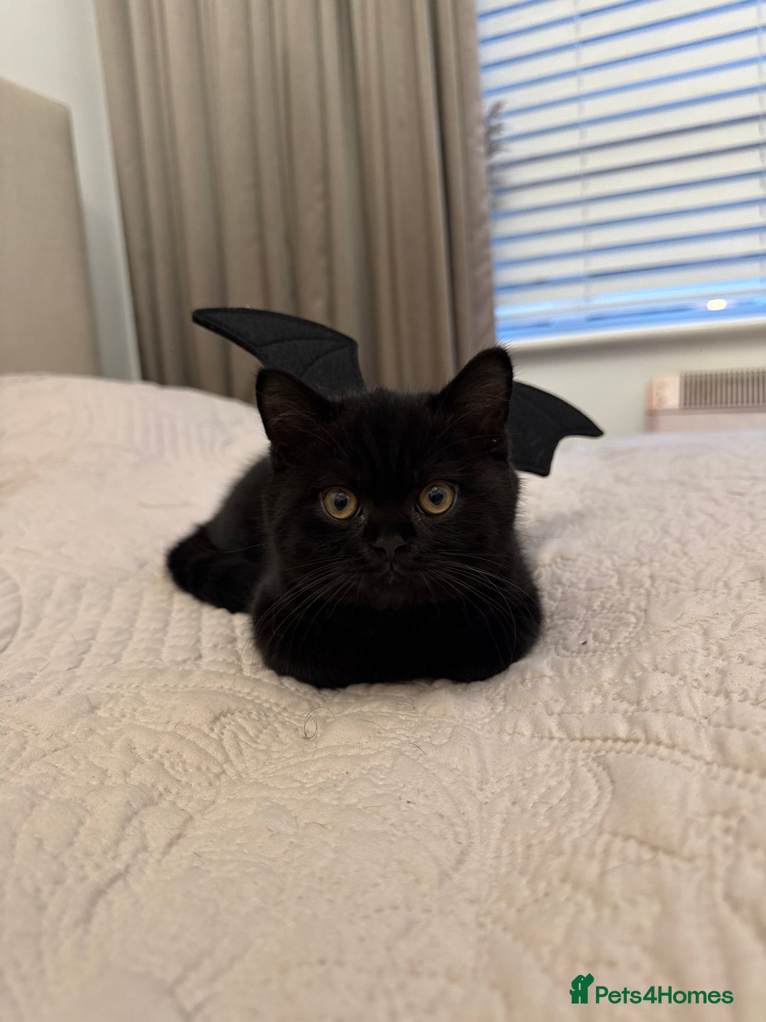 British Shorthair cats for sale: Meet Twilight 🖤 - Image 8