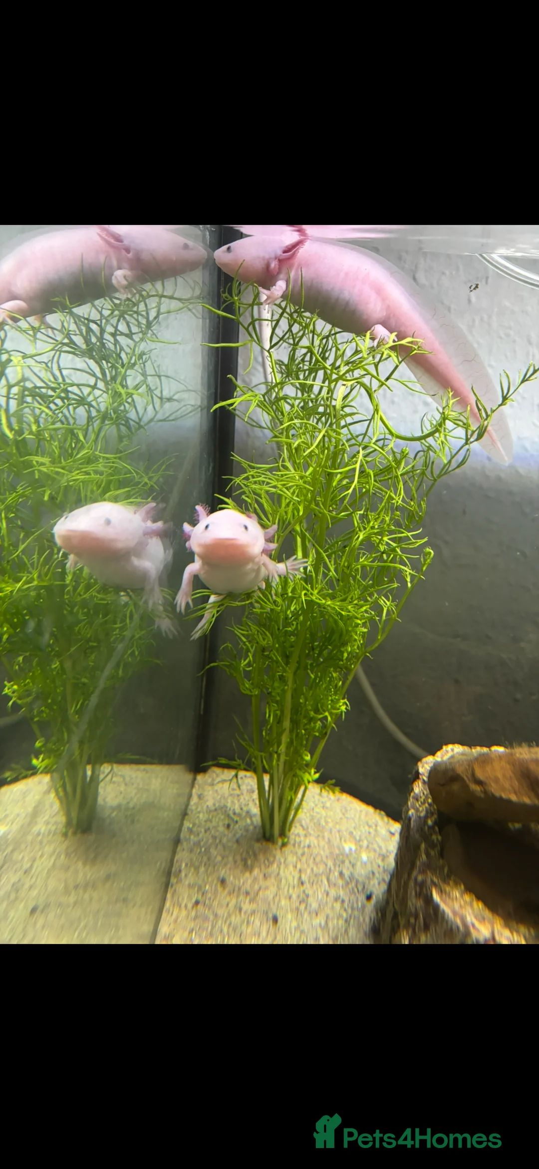 Axolotl reptiles for sale: Axolotyls for sale  - Advert 2