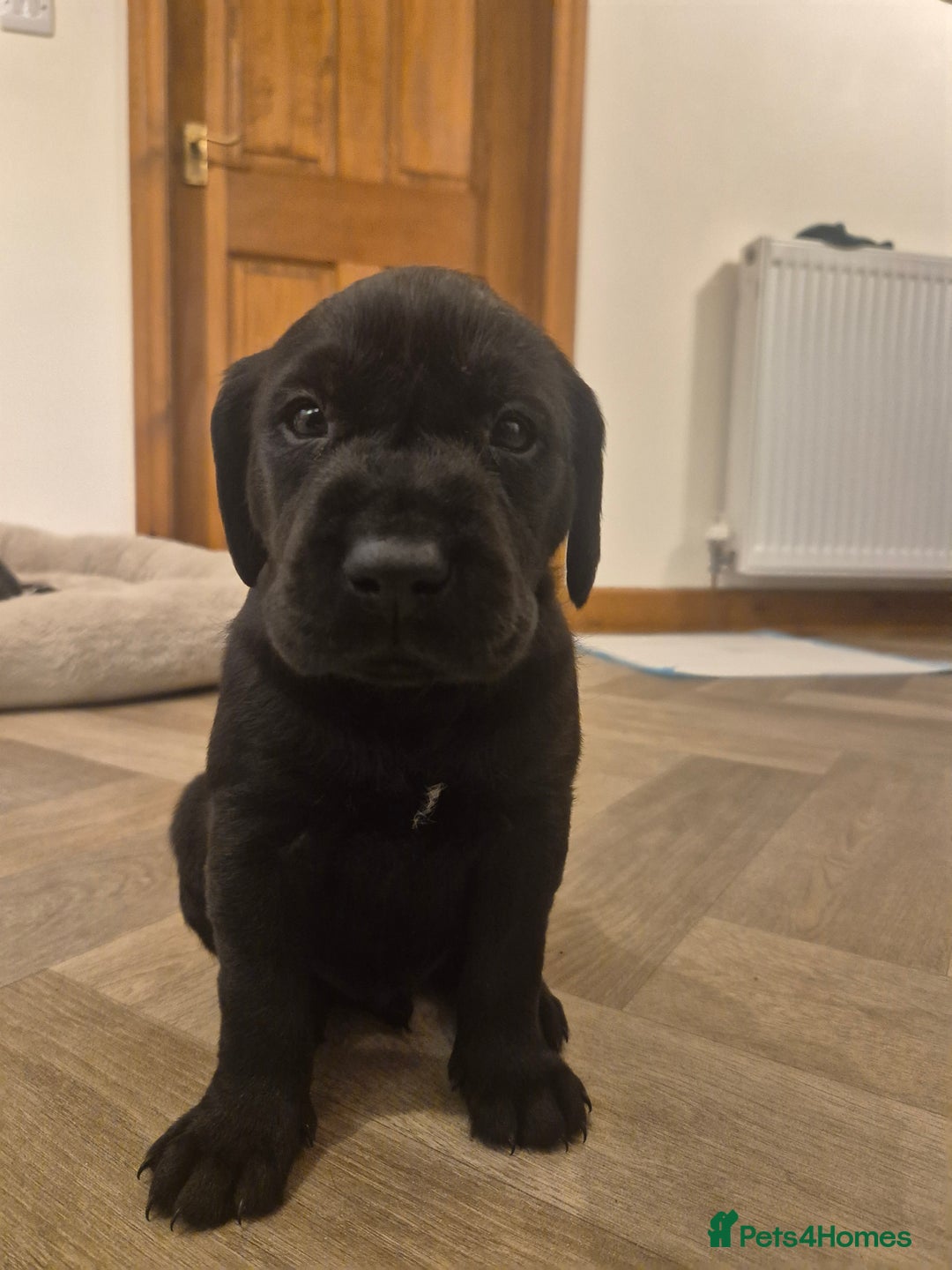 Mixed Breed dogs for sale: Chunky Lab X Pointer pups - Advert 10