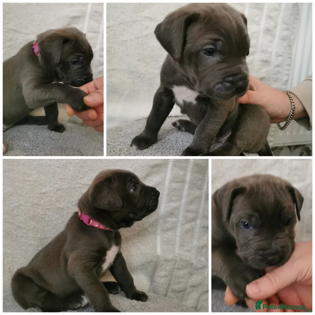 Cane Corso dogs for sale: Cane corso puppies - Advert 24