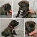Cane Corso Puppy 5